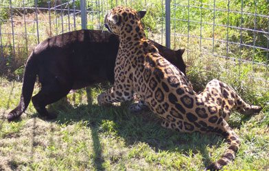 Jaguars of Big Cat Rescue JaguarsEntwinedDay1