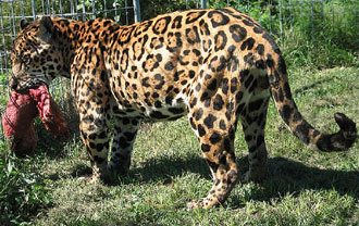 Jaguars of Big Cat Rescue JaguarwMeat