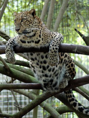 Sundari LeopardSundariTree