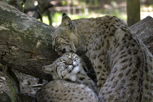 bobcats grooming by Beth Stewart