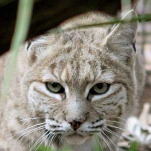 Cleo-cat-tra bobcatscleocatra1