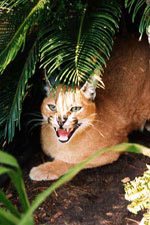 Caracal Cat Facts