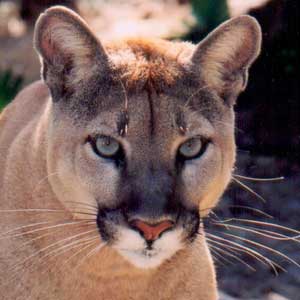cougarEnya  Florida Panther Hit By Cat Rehabilitated Set Free cougarEnya