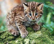 Save Leopard Cats in Taiwan leopardcatBABY