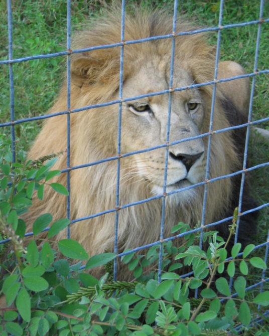 Big Cats Like This Lion Do NOT Belong in Cages
