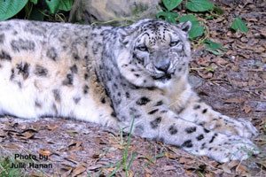 Snow Leopard at Big Cat Rescue  Accidents SnowLeopardCloeSmirkJulieHanan