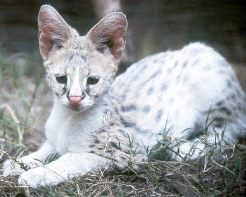 White Serval Kitten  Canned Hunts by Jessica Janson TONGACUB3