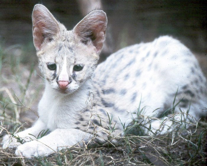 Tonga the white serval at Big Cat Rescue