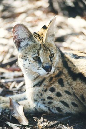 Serval Photo by Big Cat Rescue