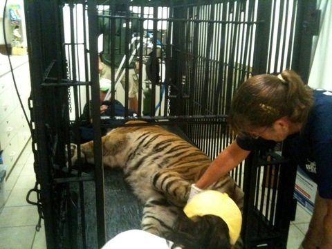 20110823-103946.jpg  Today at Big Cat Rescue Aug 23 20110823 103946