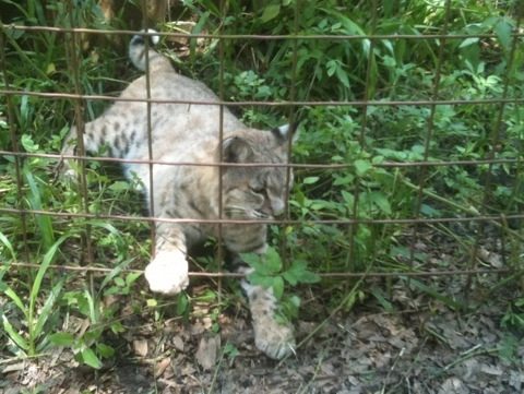 Apache the Bobcat Reaches Out
