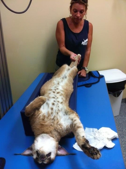 Big Cat Rescuer at Vet's office w/ Sassy Caracal