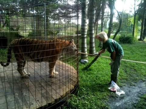 Marie Gives Meds to Modnic Tiger on LONG Operant Stick
