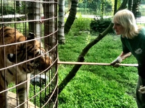 Operant Conditioning Helps Rescuers Care for Ailing Tigers
