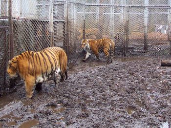 Help get them to a forever home at Big Cat Rescue  Tiger Rescue NJTOPS2003 3