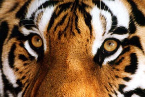 All Tiger Eyes on on the USFWS