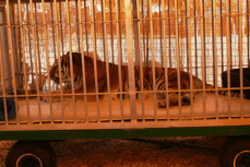 Tiger 13  Tiger Rescue Tiger013