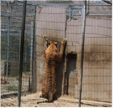 Tigers are kept in deplorable conditions in the U.S.  Tiger Rescue Tiger016