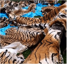 Tigers are killed for the skins, bones and organs  Tiger Rescue Tiger017