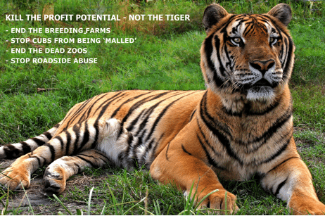 Ban the use of tigers as pets, props and for their parts