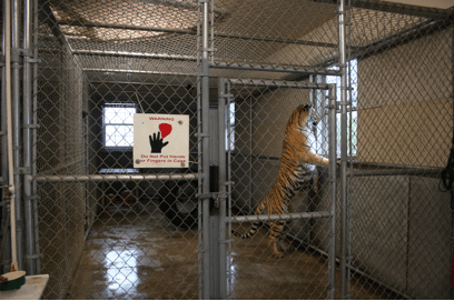 How Most Tigers Live in America