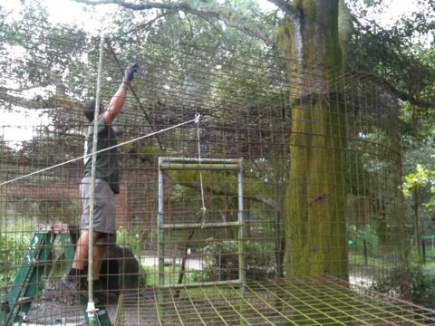Jarrod Paining Tiger Cages After Clearing off Debris