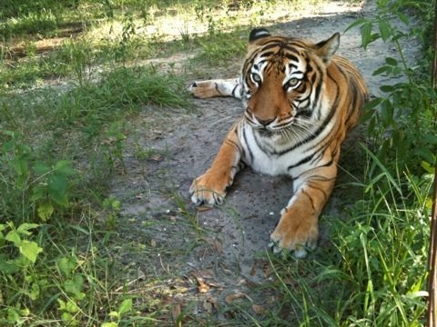 China Doll Says She is Glad it Wasn't Her  Today at Big Cat Rescue Sept 2 20110902 064704
