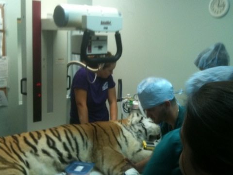 Double Checking X-Rays Due to a Cloud on Lung  Today at Big Cat Rescue Sept 2 20110902 122111