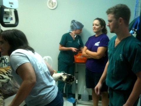 Dr Wynn and Jamie During Prep  Today at Big Cat Rescue Sept 2 20110902 123043
