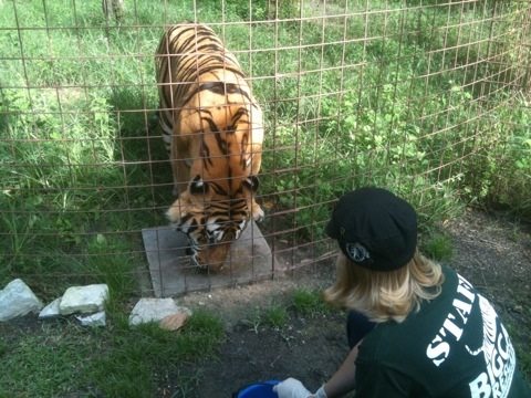 Chelsea Giving Wormer to Tigers