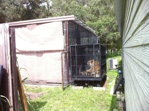 Modnic the tiger moves out of Cat Hospital into Recovery Cage