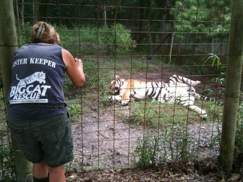 Master Keeper Barbara Frank's Birthday gift from tigers