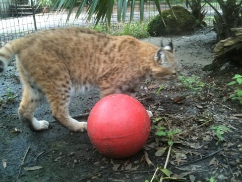 Raindance the bobcat with her red toy ball  Today at Big Cat Rescue Sept 9 20110909 031633