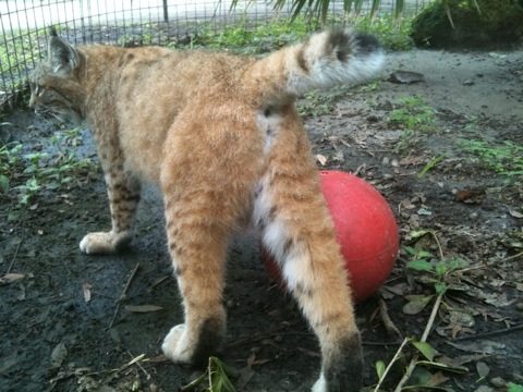 Raindance the bobcat with her red toy ball 2