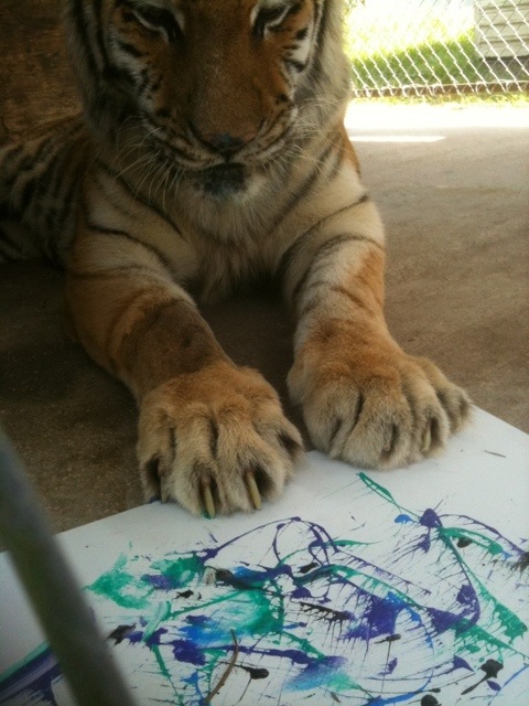 Modnic decides to paint to ward off boredom in hospital recovery cage  Today at Big Cat Rescue Sept 13 20110913 073132