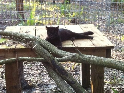 Rare glimpse of rare Geoffroy's Cat Nico on her platform