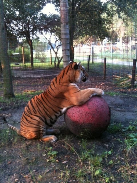 Tiger playing with planet ball while watching ducks on the lake