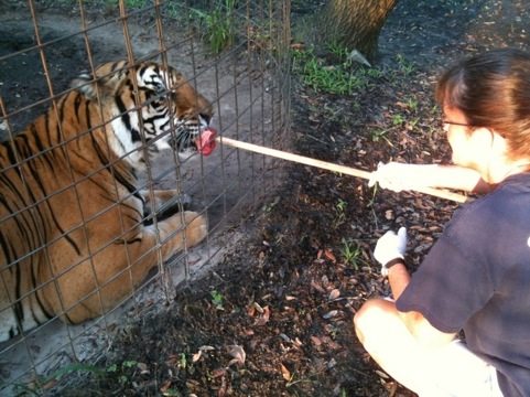 Gale doing operant conditioning with a tiger at Big Cat Rescue