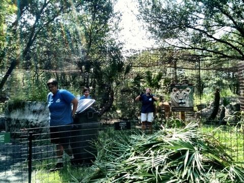 Interns hauling out the palm frond trimmings from Nikita lioness