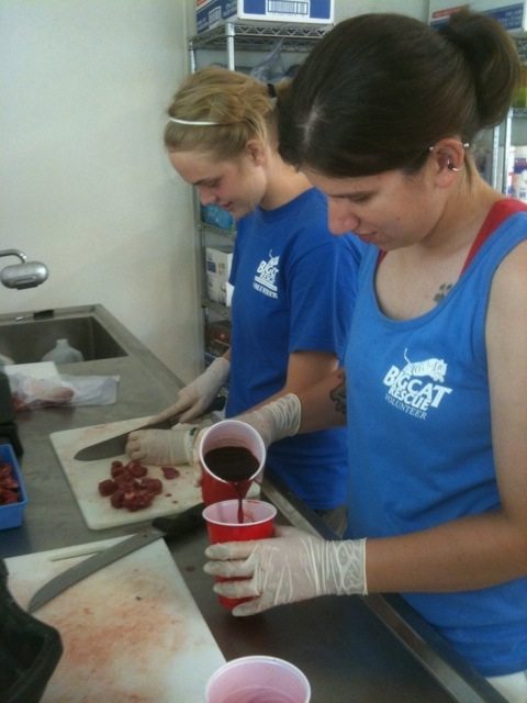 Interns June and Katy Making Dinner and Blood Cicles for Tigers