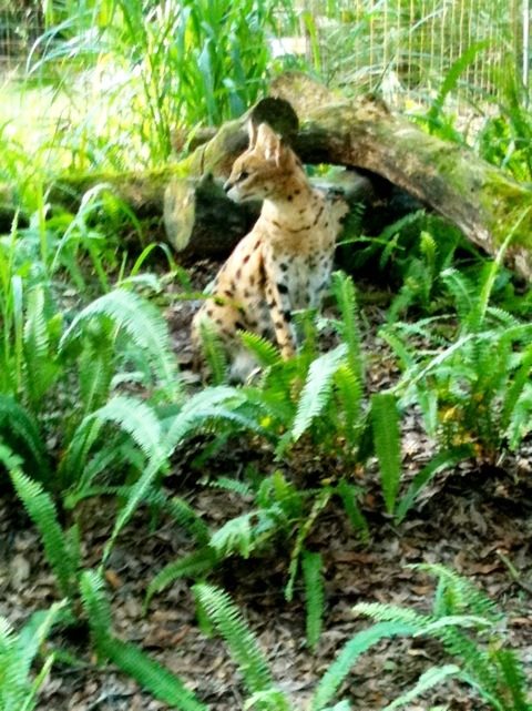 Recent rescue, Kricket Serval on the look out for dinner wagons