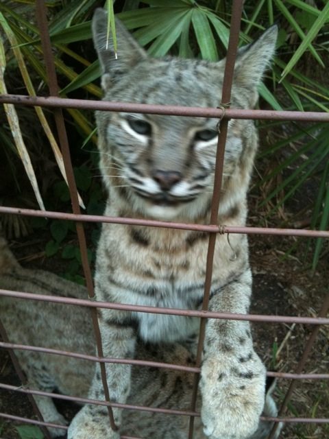 Apache bobcat gives his typical tippy toe greeting