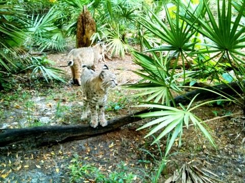 Divinity and Apache bobcats telling Selena who is hiding that it is OK  Today at Big Cat Rescue Sept 16 20110916 055825