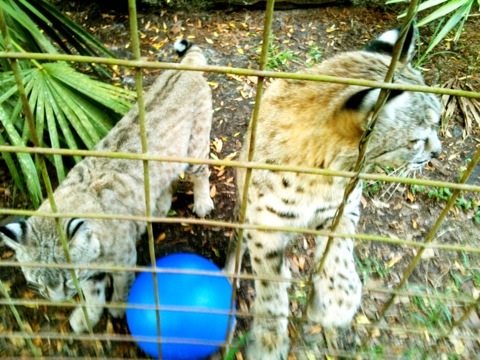 Bobcat Playtime!  Today at Big Cat Rescue Sept 16 20110916 055841