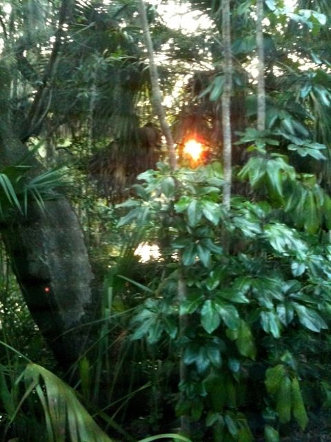 Sunset in the garden of Eden  Today at Big Cat Rescue Sept 17 20110917 052207