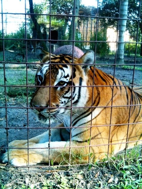 Flavio is looking pretty good for a 22 year old tiger  Today at Big Cat Rescue Sept 17 20110917 052236