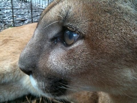 Windows to the cougar soul by Chris Poole  Today at Big Cat Rescue Sept 18 20110918 010616