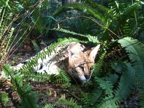 Another beautiful September morn and elegant Serval to enjoy it  Today at Big Cat Rescue Sept 18 20110918 010635