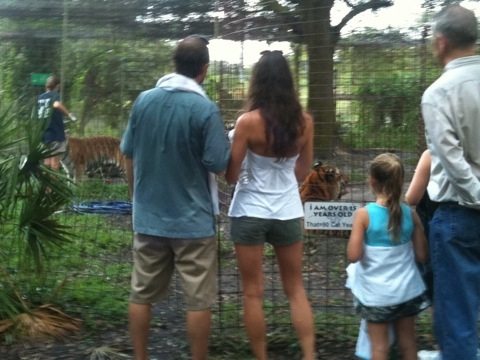 Gale working with Bella tiger while Cookie tiger and family watch