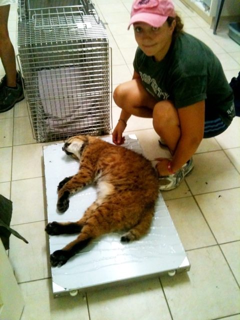 We are very happy to report that he has GAINED 3 lbs since last exam  Today at Big Cat Rescue Sept 19 20110919 122008
